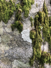 Pertusaria aspergilla