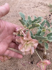 Rumex venosus