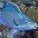 Queen Parrotfish - Photo (c) julianclark, some rights reserved (CC BY-NC)