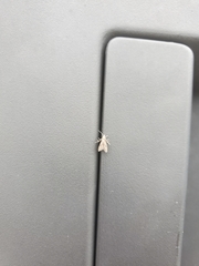 Schreckensteinioidea