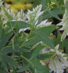 Erysimum cheiranthoides