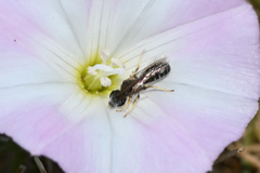 Halictus confusus