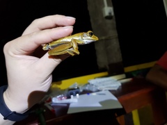 Polypedates cruciger