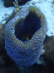 Callyspongia plicifera