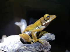 Polypedates cruciger