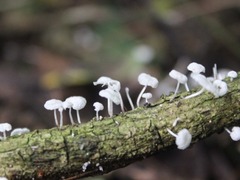 Marasmiellus cubensis