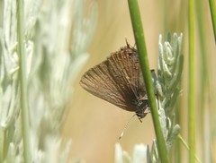 Satyrium saepium