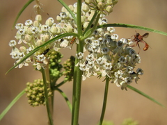 Physocephala marginata