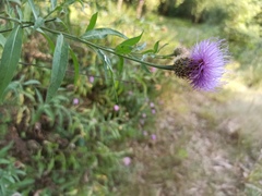 Cheirolophus sempervirens