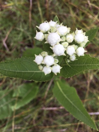 Parthenium integrifolium