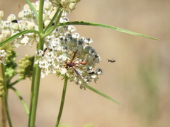 Physocephala marginata