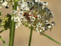 Physocephala marginata