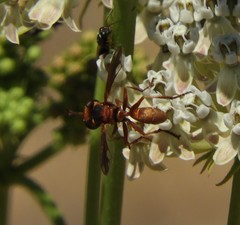Physocephala marginata