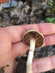 Meottomyces
