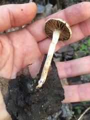Meottomyces