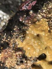 Peristernia chlorostoma