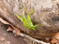 Anolis evermanni