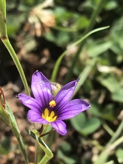 Sisyrinchium idahoense