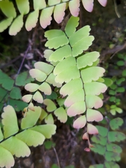 Adiantum edgeworthii