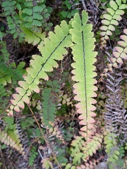 Adiantum edgeworthii
