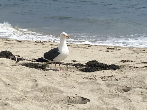 photo of Western Gull (Larus occidentalis)