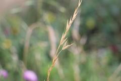 Bromus