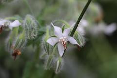 Borago officinalis