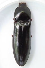 Melanactes
