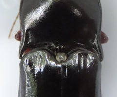 Melanactes