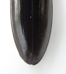 Melanactes