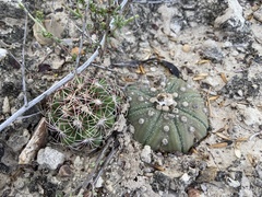 Astrophytum asterias