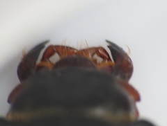 Melanactes