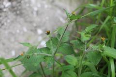 Bidens pilosa