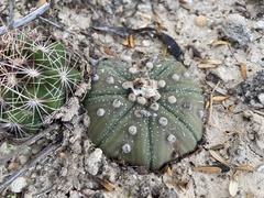 Astrophytum asterias