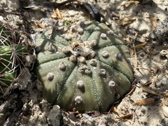 Astrophytum asterias