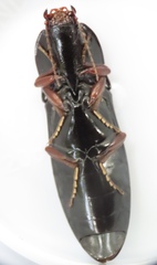 Melanactes