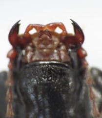 Melanactes