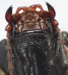 Melanactes