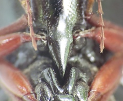 Melanactes