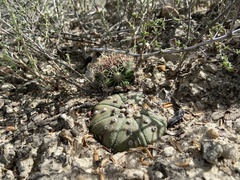 Astrophytum asterias
