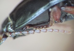 Melanactes