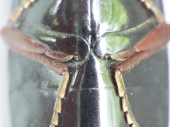 Melanactes