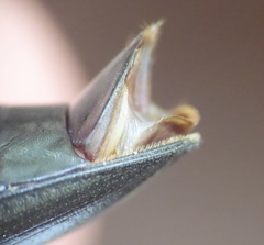 Melanactes