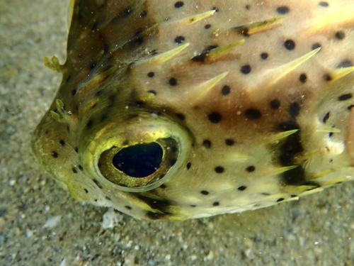 Balloonfish (Dicotylichthys punctulatus) — Diodontidae — 3