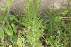 Erigeron