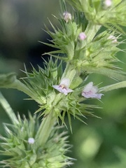 Leonureae