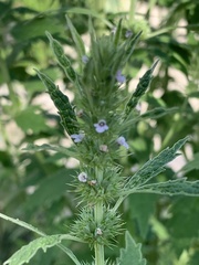 Leonureae