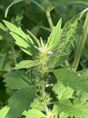 Leonureae