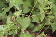 Galinsoga quadriradiata