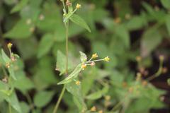 Galinsoga quadriradiata
